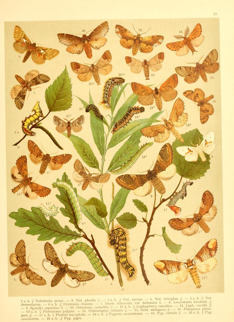 Fr. Berge's Schmetterlingsbuch nach dem gegenwärtigen Stande der Lepidopterologie neu bearb. und hrsg. von Professor Dr. H. Rebel (Plate 23) BHL9445643