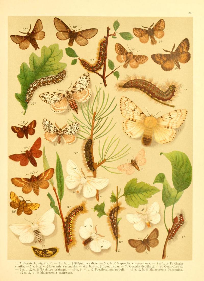 Fr. Berge's Schmetterlingsbuch nach dem gegenwärtigen Stande der Lepidopterologie neu bearb. und hrsg. von Professor Dr. H. Rebel (Plate 24) (6058528935)