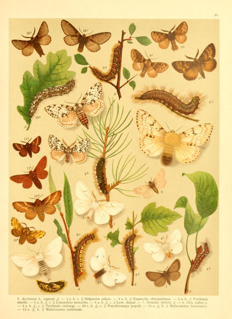 Fr. Berge's Schmetterlingsbuch nach dem gegenwärtigen Stande der Lepidopterologie neu bearb. und hrsg. von Professor Dr. H. Rebel (Plate 24) BHL9445653