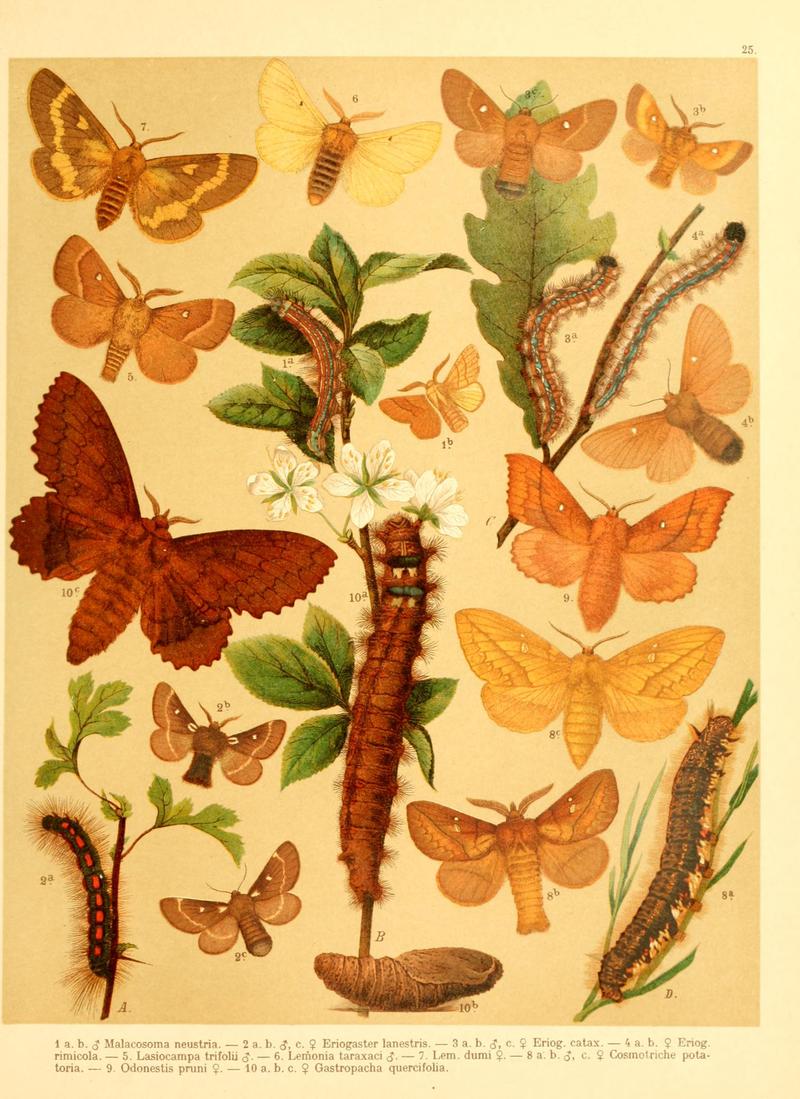 Fr. Berge's Schmetterlingsbuch nach dem gegenwärtigen Stande der Lepidopterologie neu bearb. und hrsg. von Professor Dr. H. Rebel (Plate 25) BHL9445663