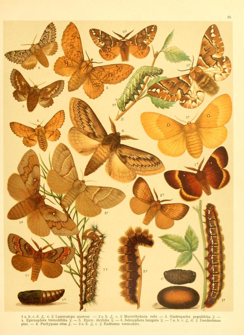 Fr. Berge's Schmetterlingsbuch nach dem gegenwärtigen Stande der Lepidopterologie neu bearb. und hrsg. von Professor Dr. H. Rebel (Plate 26) BHL9445665