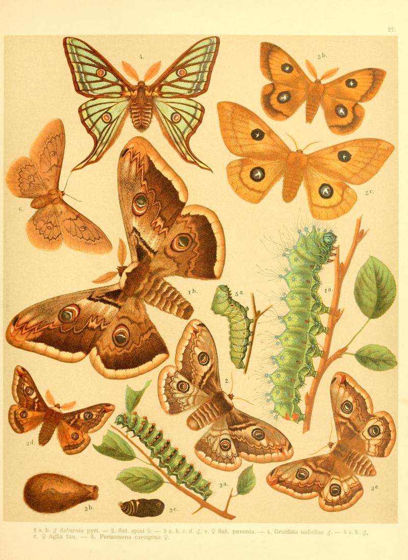 Fr. Berge's Schmetterlingsbuch nach dem gegenwärtigen Stande der Lepidopterologie neu bearb. und hrsg. von Professor Dr. H. Rebel (Plate 27) BHL9445675