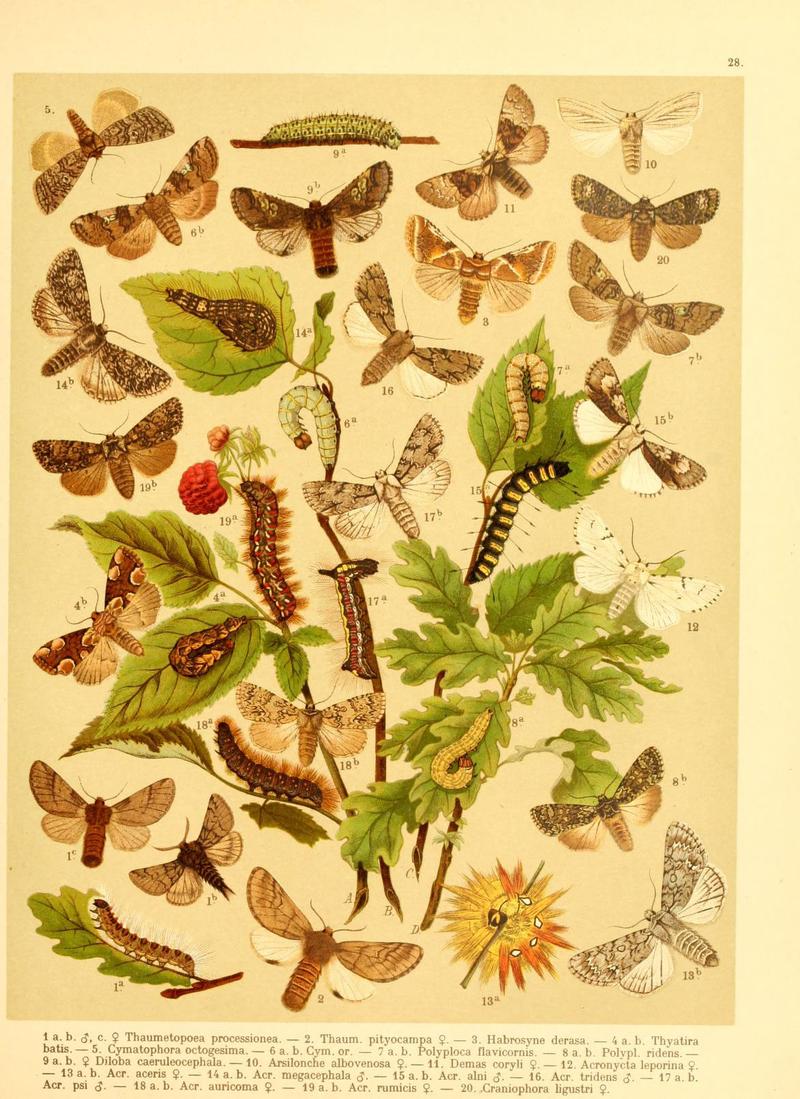Fr. Berge's Schmetterlingsbuch nach dem gegenwärtigen Stande der Lepidopterologie neu bearb. und hrsg. von Professor Dr. H. Rebel (Plate 28) (6059077696)