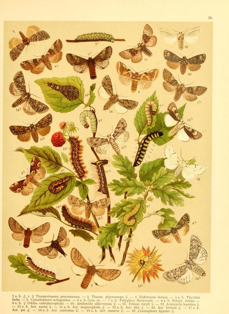 Fr. Berge's Schmetterlingsbuch nach dem gegenwärtigen Stande der Lepidopterologie neu bearb. und hrsg. von Professor Dr. H. Rebel (Plate 28) BHL9445685