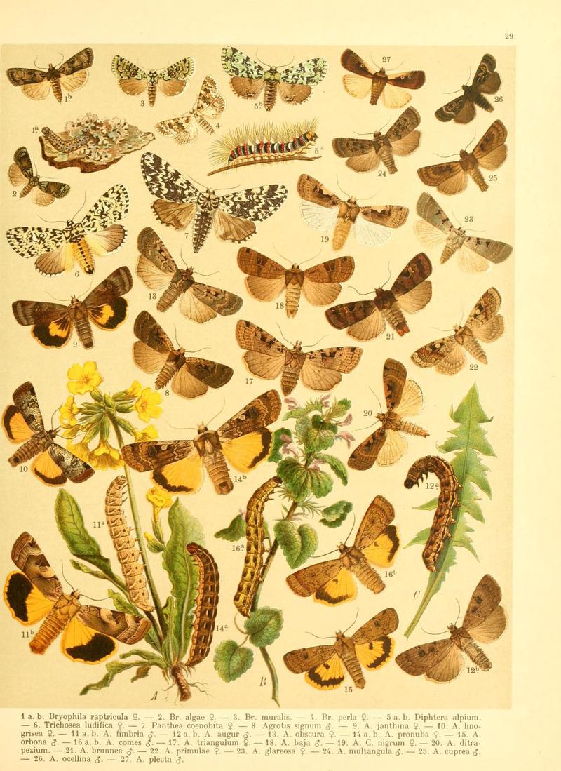 Fr. Berge's Schmetterlingsbuch nach dem gegenwärtigen Stande der Lepidopterologie neu bearb. und hrsg. von Professor Dr. H. Rebel (Plate 29) (6058529677)