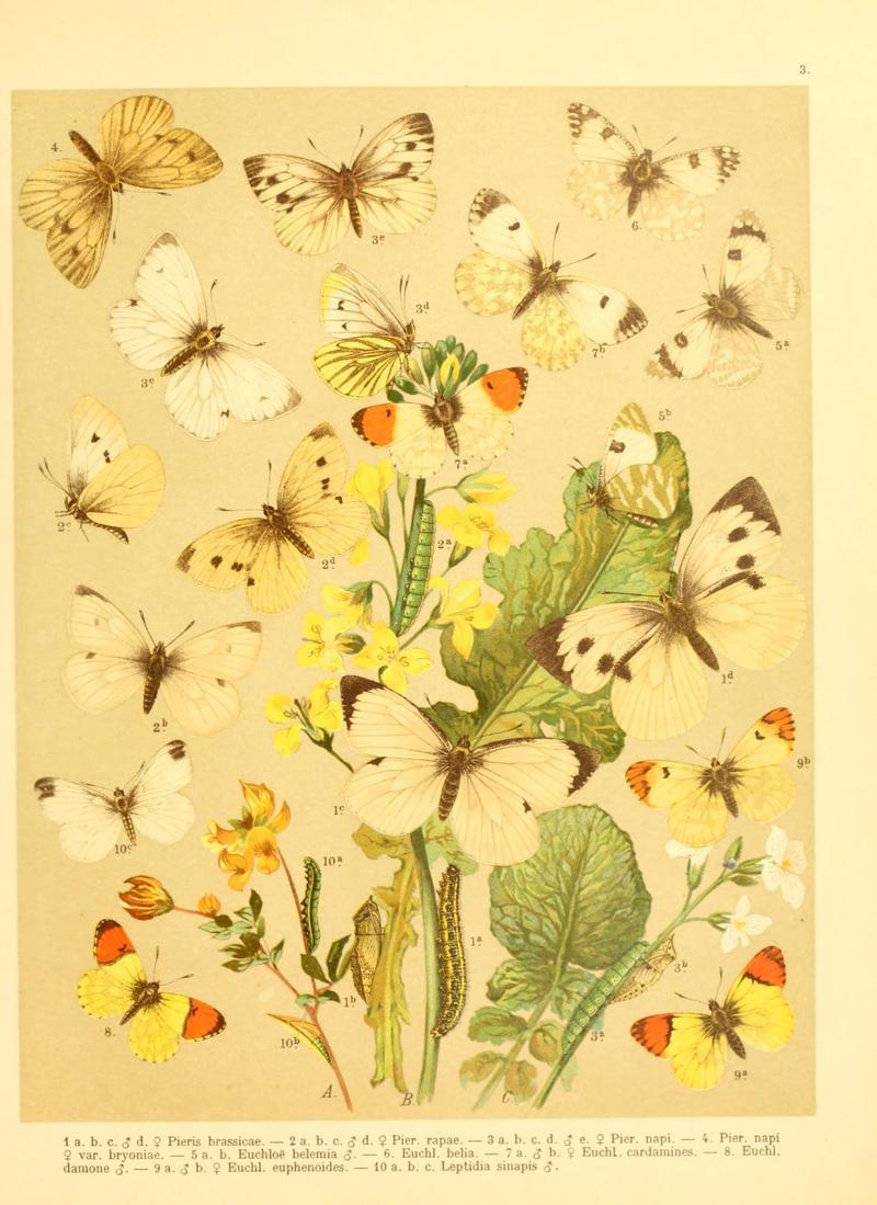 Fr. Berge's Schmetterlingsbuch nach dem gegenwärtigen Stande der Lepidopterologie neu bearb. und hrsg. von Professor Dr. H. Rebel (Plate 3) (6059073382)