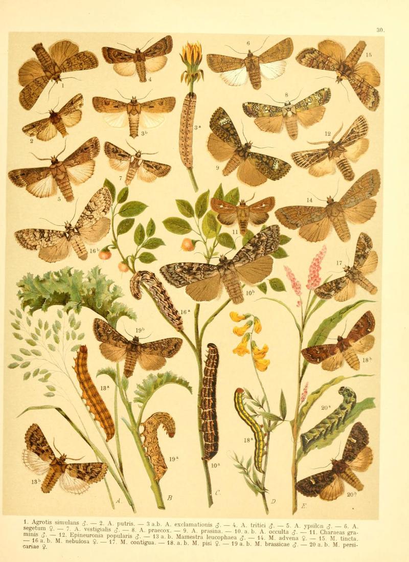 Fr. Berge's Schmetterlingsbuch nach dem gegenwärtigen Stande der Lepidopterologie neu bearb. und hrsg. von Professor Dr. H. Rebel (Plate 30) (6059078016)