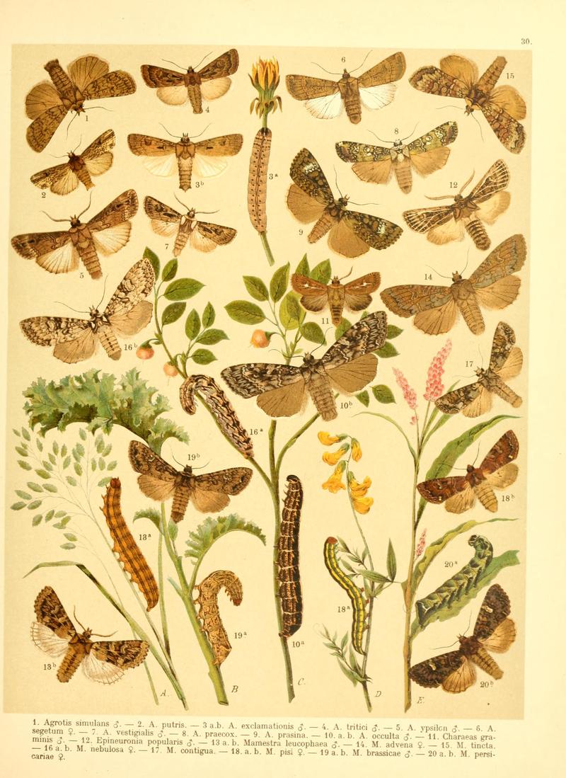 Fr. Berge's Schmetterlingsbuch nach dem gegenwärtigen Stande der Lepidopterologie neu bearb. und hrsg. von Professor Dr. H. Rebel (Plate 30) BHL9445721