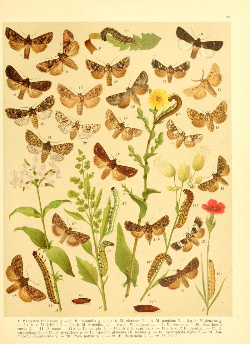 Fr. Berge's Schmetterlingsbuch nach dem gegenwärtigen Stande der Lepidopterologie neu bearb. und hrsg. von Professor Dr. H. Rebel (Plate 31) (6059078164)