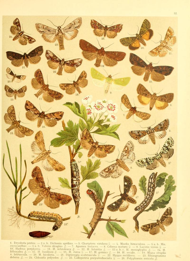 Fr. Berge's Schmetterlingsbuch nach dem gegenwärtigen Stande der Lepidopterologie neu bearb. und hrsg. von Professor Dr. H. Rebel (Plate 32) (6059078328)