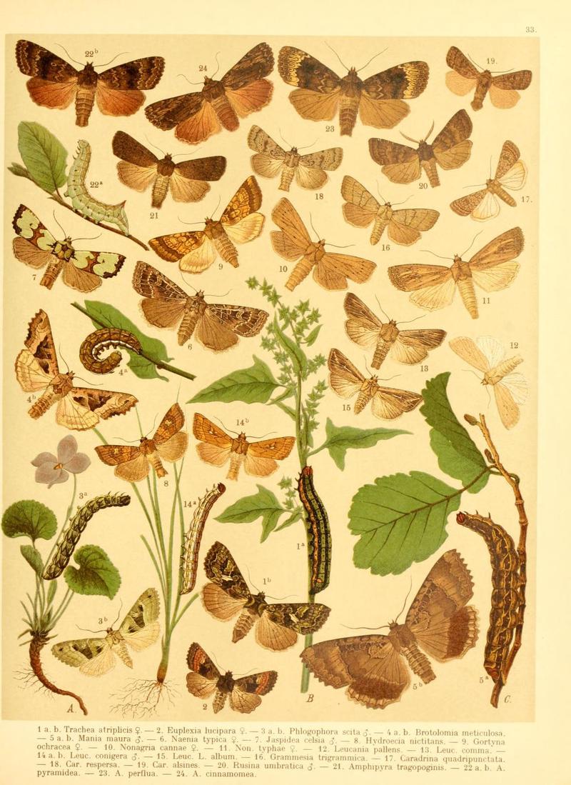 Fr. Berge's Schmetterlingsbuch nach dem gegenwärtigen Stande der Lepidopterologie neu bearb. und hrsg. von Professor Dr. H. Rebel (Plate 33) (6059078562)
