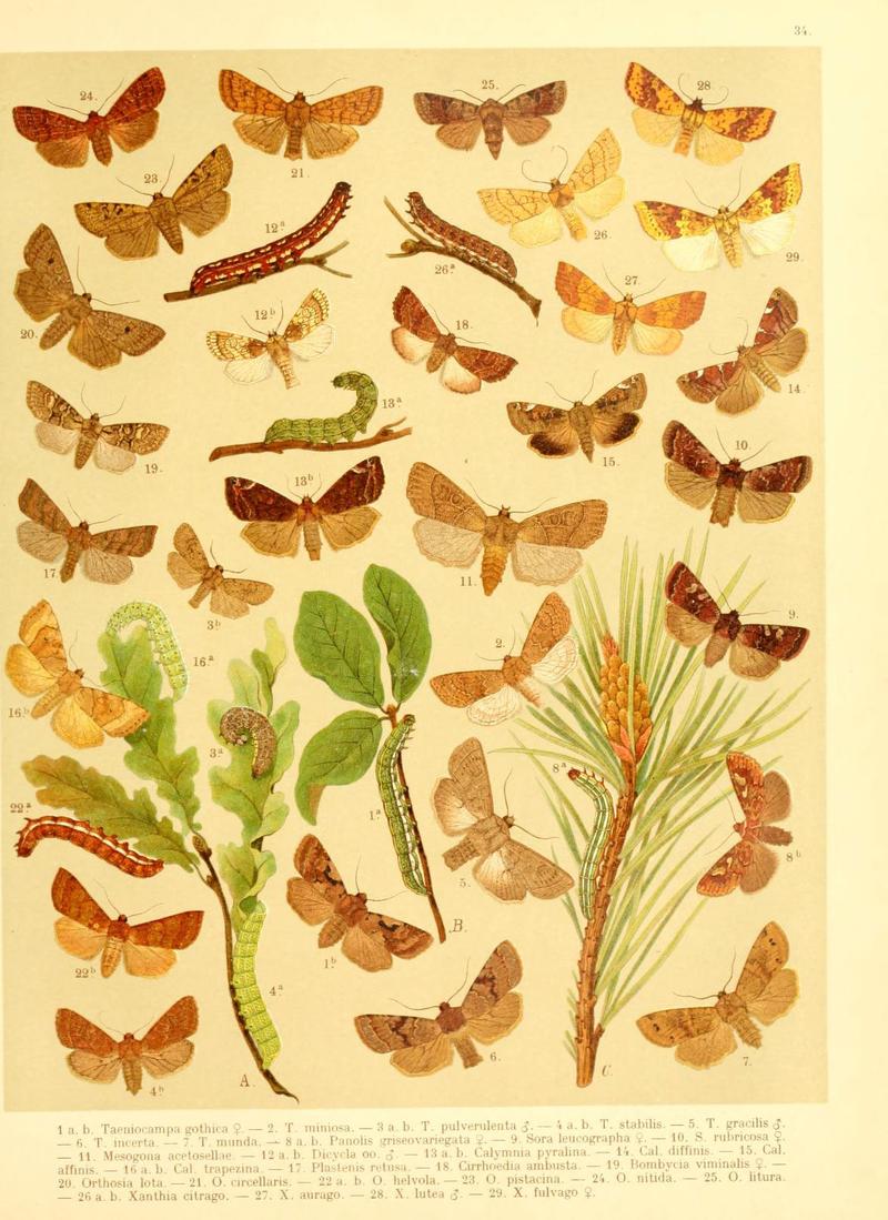 Fr. Berge's Schmetterlingsbuch nach dem gegenwärtigen Stande der Lepidopterologie neu bearb. und hrsg. von Professor Dr. H. Rebel (Plate 34) (6059078732)