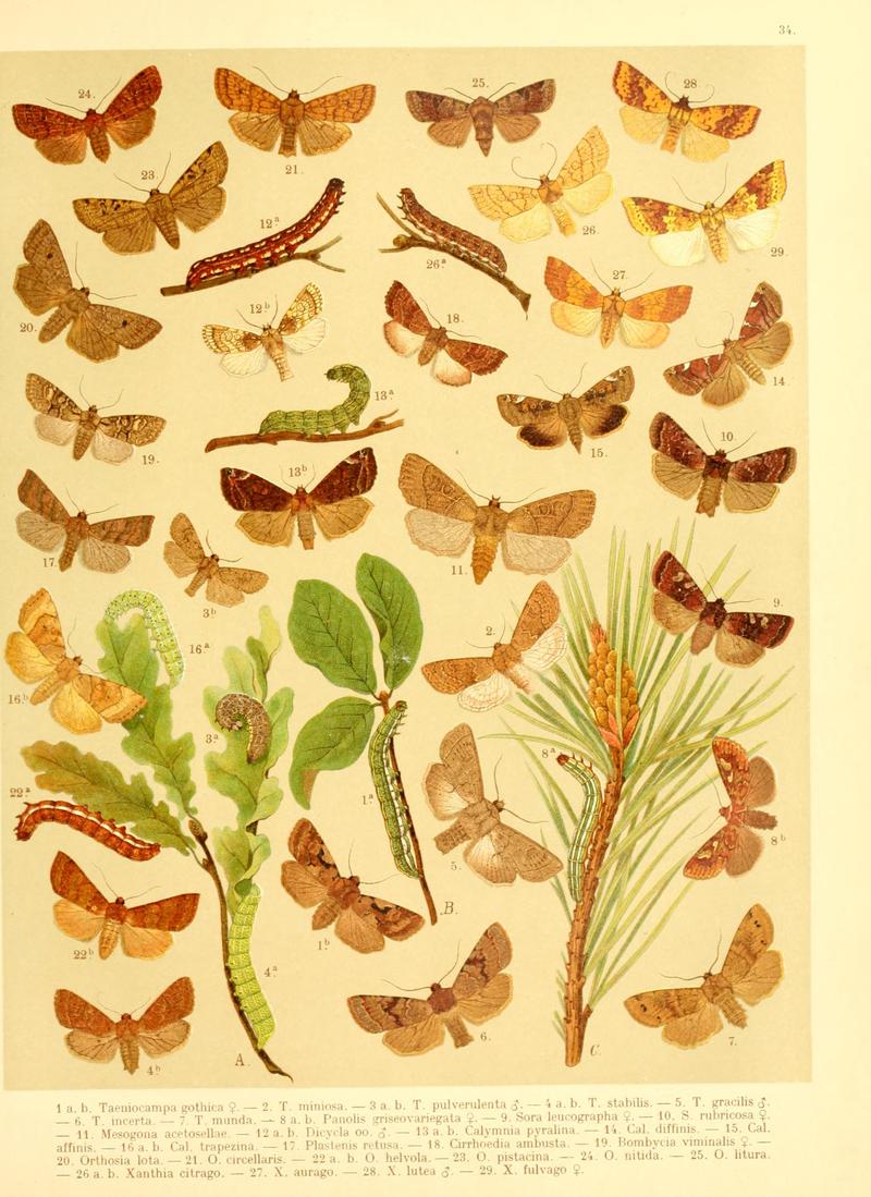 Fr. Berge's Schmetterlingsbuch nach dem gegenwärtigen Stande der Lepidopterologie neu bearb. und hrsg. von Professor Dr. H. Rebel (Plate 34) BHL9445801