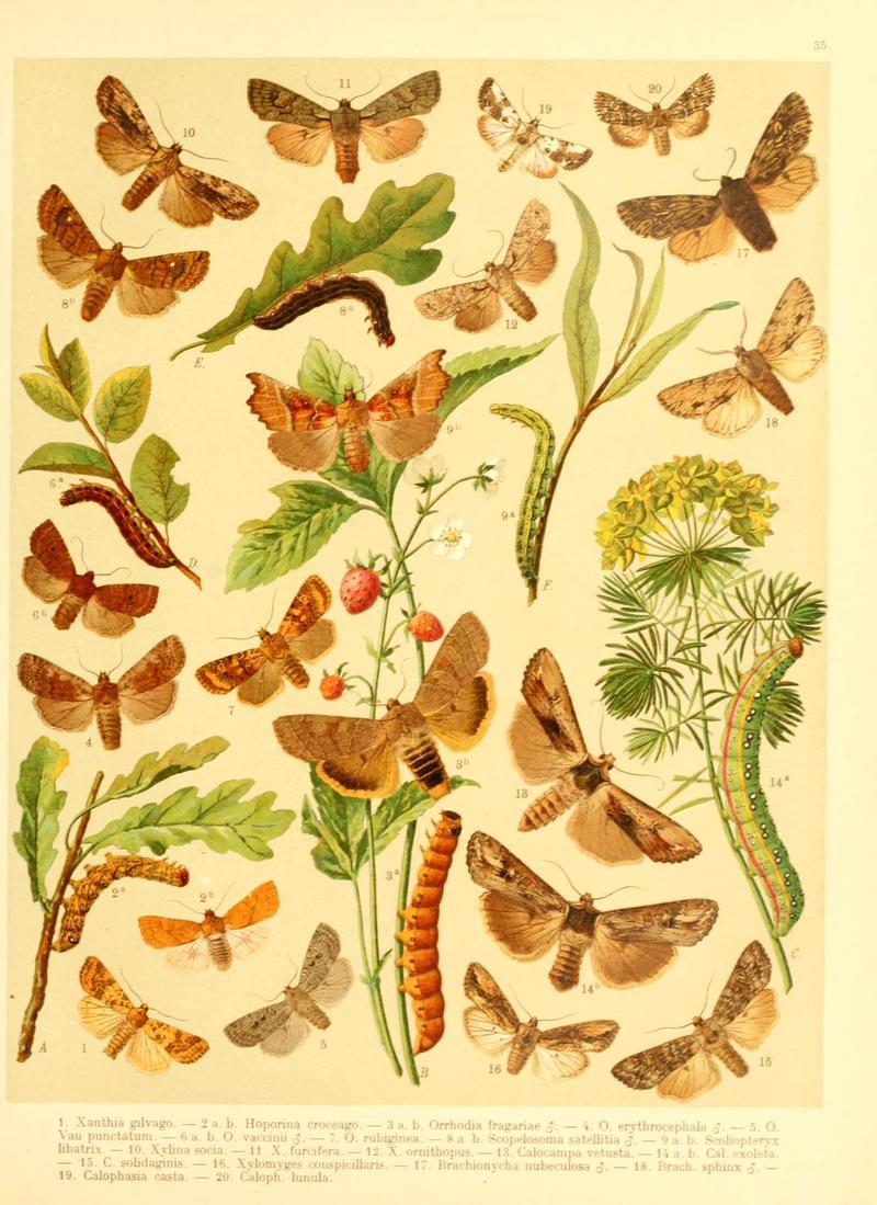 Fr. Berge's Schmetterlingsbuch nach dem gegenwärtigen Stande der Lepidopterologie neu bearb. und hrsg. von Professor Dr. H. Rebel (Plate 35) (6059079060)