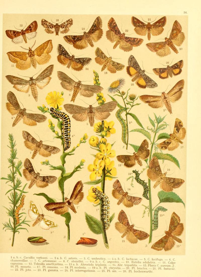 Fr. Berge's Schmetterlingsbuch nach dem gegenwärtigen Stande der Lepidopterologie neu bearb. und hrsg. von Professor Dr. H. Rebel (Plate 36) (6059079488)