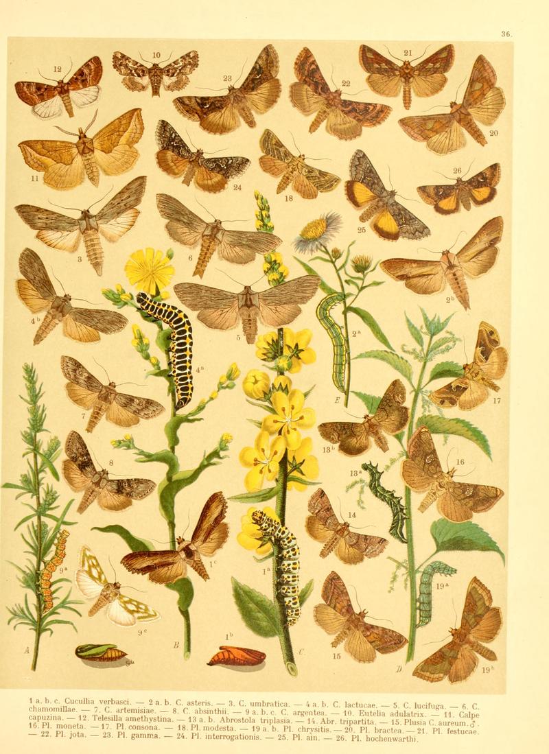 Fr. Berge's Schmetterlingsbuch nach dem gegenwärtigen Stande der Lepidopterologie neu bearb. und hrsg. von Professor Dr. H. Rebel (Plate 36) BHL9445821