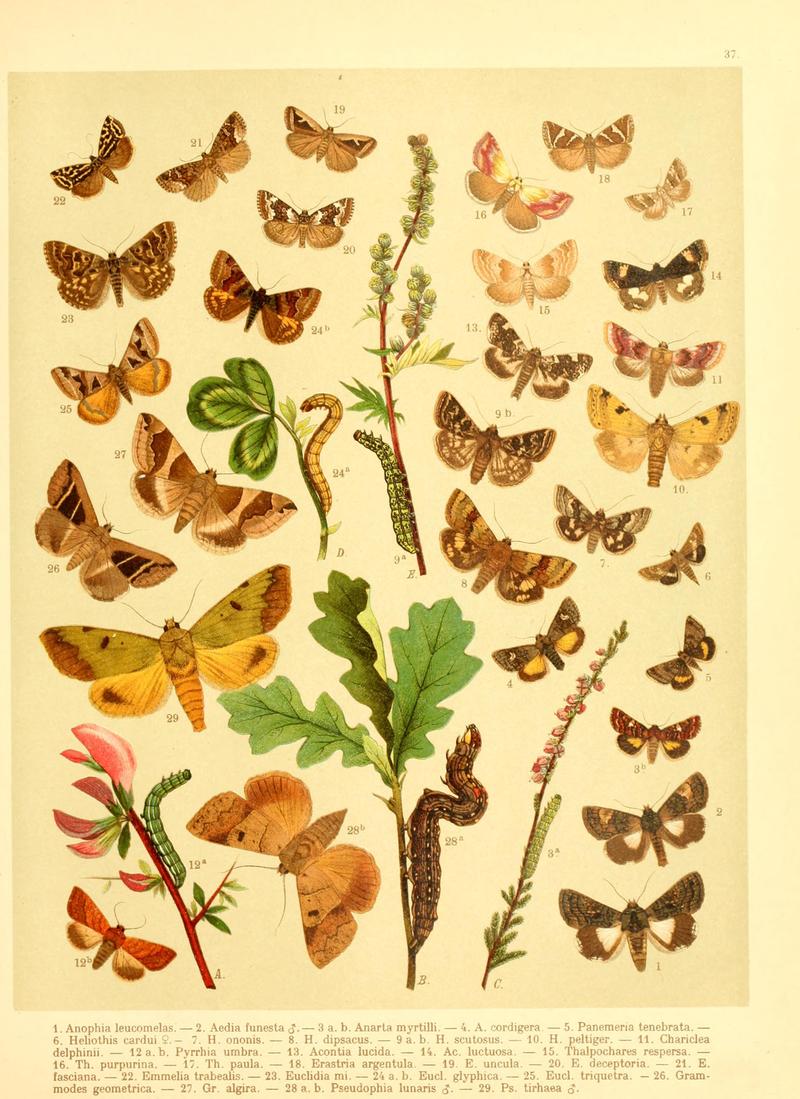 Fr. Berge's Schmetterlingsbuch nach dem gegenwärtigen Stande der Lepidopterologie neu bearb. und hrsg. von Professor Dr. H. Rebel (Plate 37) BHL9445847
