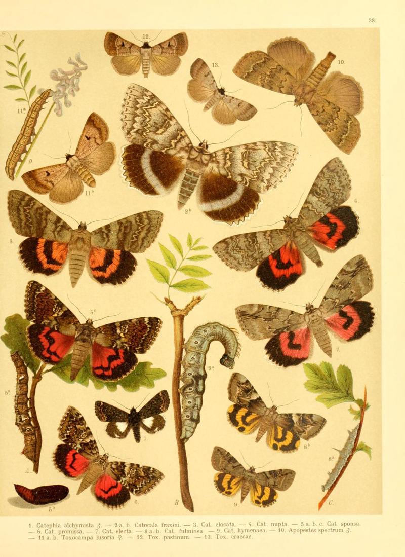 Fr. Berge's Schmetterlingsbuch nach dem gegenwärtigen Stande der Lepidopterologie neu bearb. und hrsg. von Professor Dr. H. Rebel (Plate 38) (6058531581)