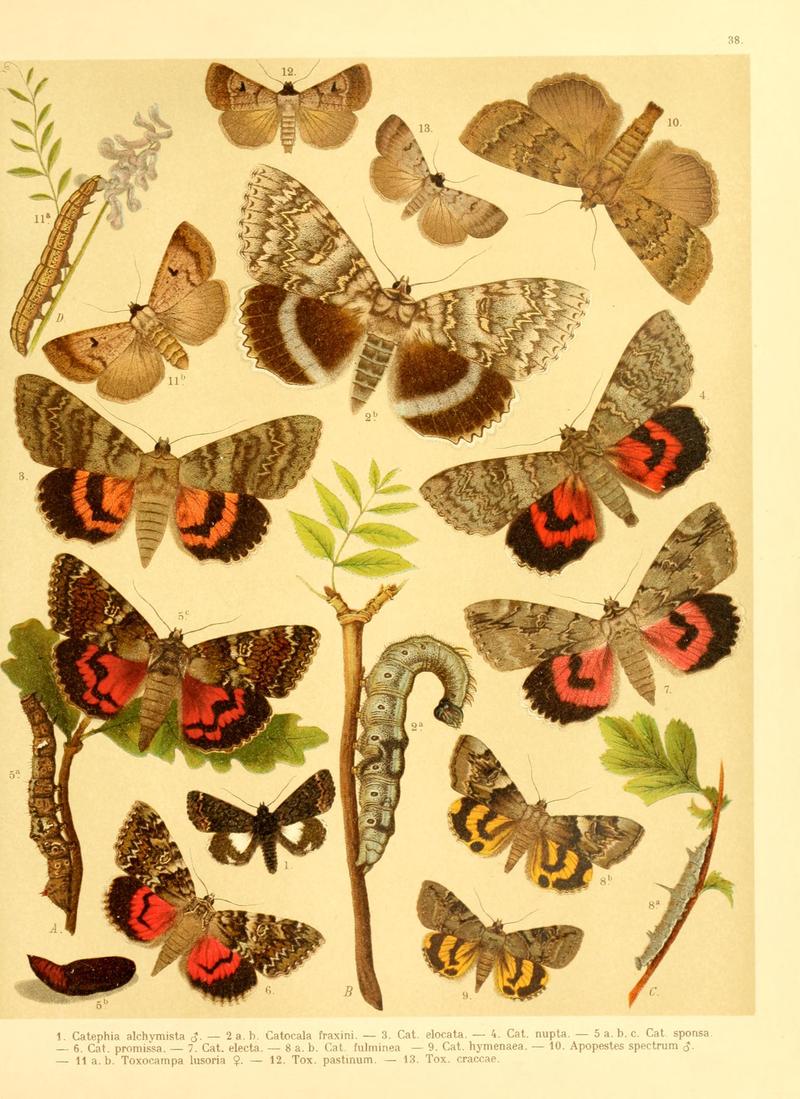 Fr. Berge's Schmetterlingsbuch nach dem gegenwärtigen Stande der Lepidopterologie neu bearb. und hrsg. von Professor Dr. H. Rebel (Plate 38) BHL9445857
