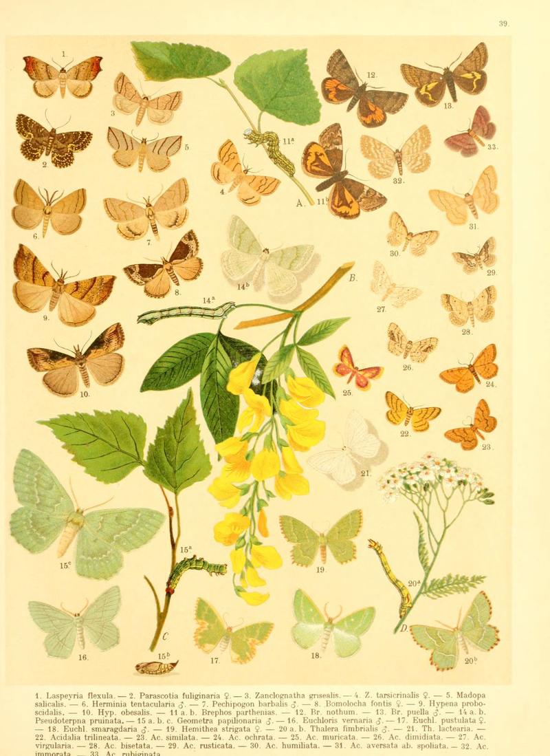 Fr. Berge's Schmetterlingsbuch nach dem gegenwärtigen Stande der Lepidopterologie neu bearb. und hrsg. von Professor Dr. H. Rebel (Plate 39) (6058531751)
