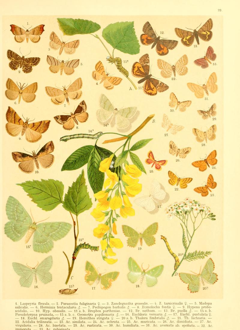 Fr. Berge's Schmetterlingsbuch nach dem gegenwärtigen Stande der Lepidopterologie neu bearb. und hrsg. von Professor Dr. H. Rebel (Plate 39) BHL9445875
