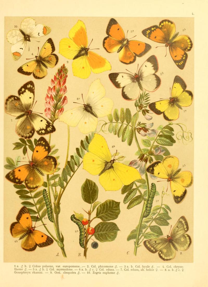 Fr. Berge's Schmetterlingsbuch nach dem gegenwärtigen Stande der Lepidopterologie neu bearb. und hrsg. von Professor Dr. H. Rebel (Plate 4) (6059073614)