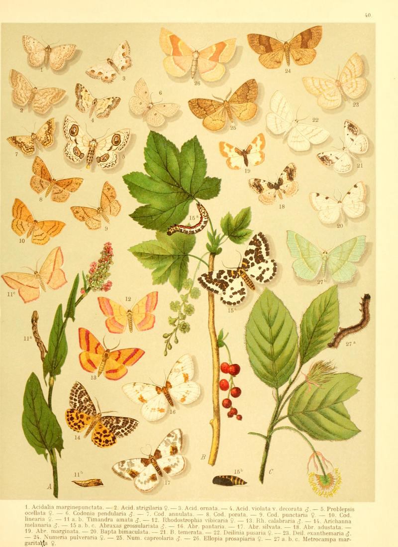 Fr. Berge's Schmetterlingsbuch nach dem gegenwärtigen Stande der Lepidopterologie neu bearb. und hrsg. von Professor Dr. H. Rebel (Plate 40) BHL9445893