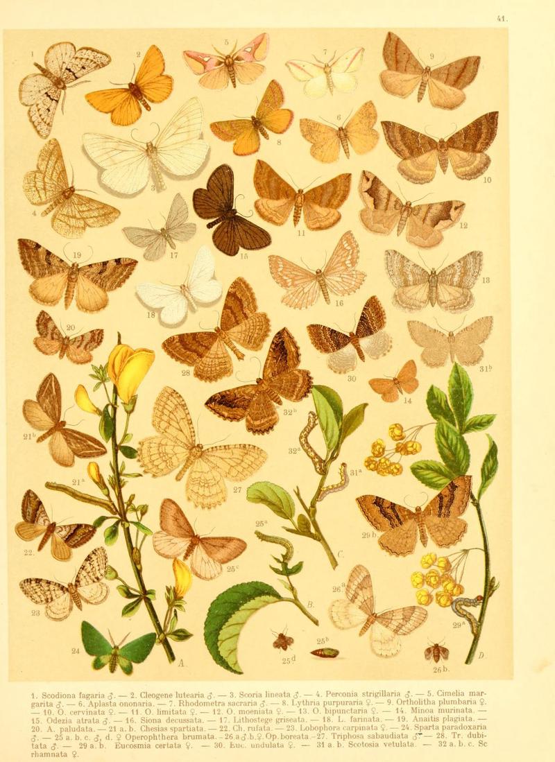 Fr. Berge's Schmetterlingsbuch nach dem gegenwärtigen Stande der Lepidopterologie neu bearb. und hrsg. von Professor Dr. H. Rebel (Plate 41) (6058532131)
