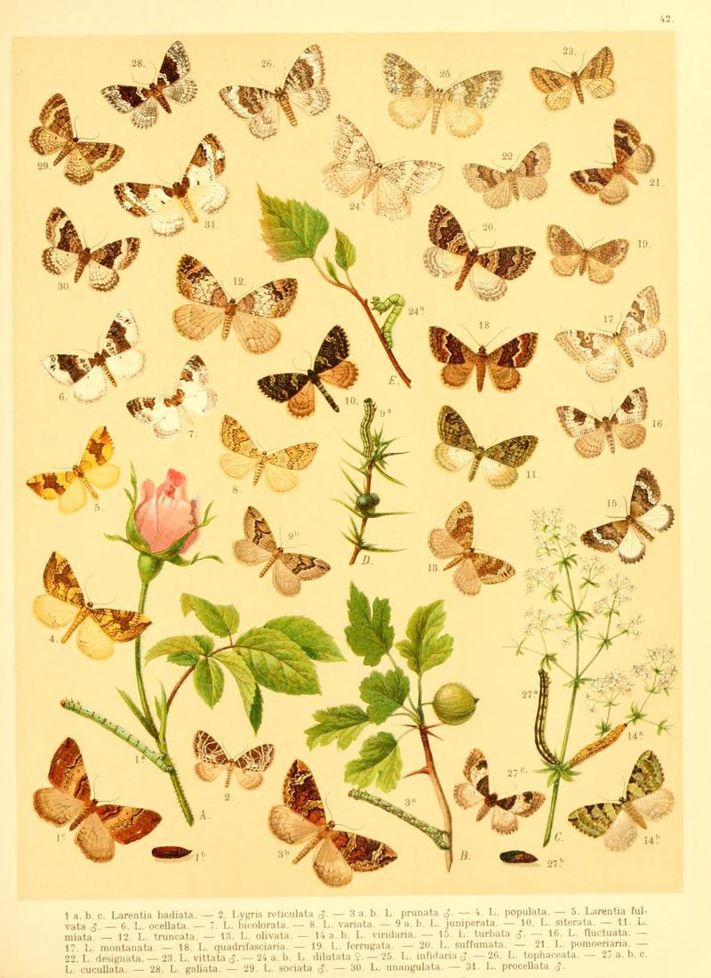 Fr. Berge's Schmetterlingsbuch nach dem gegenwärtigen Stande der Lepidopterologie neu bearb. und hrsg. von Professor Dr. H. Rebel (Plate 42) (6059080544)