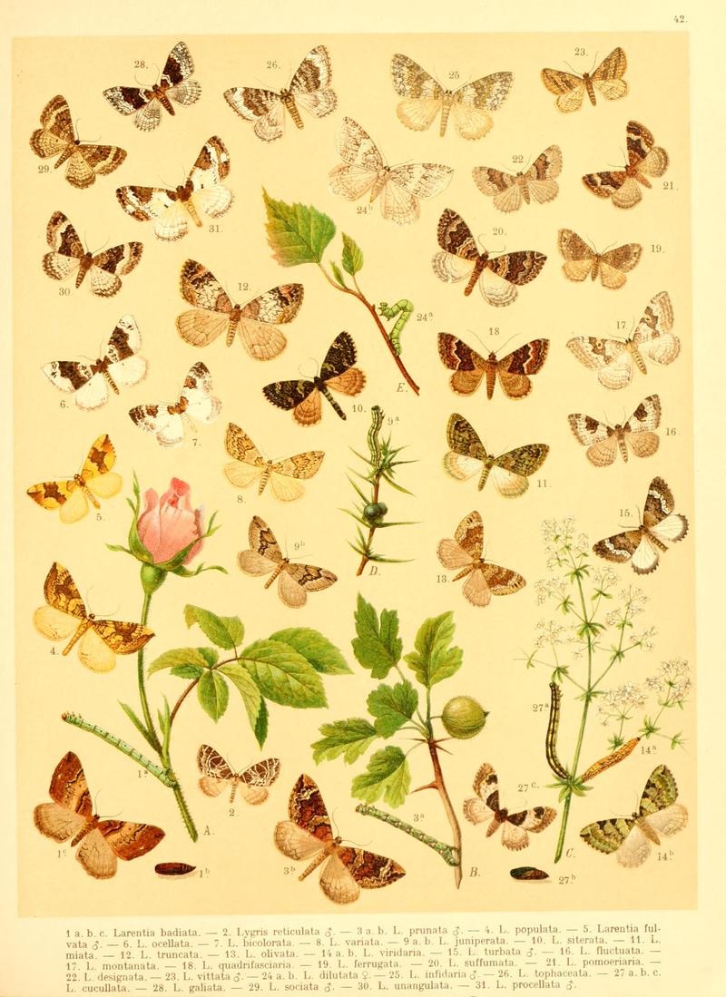 Fr. Berge's Schmetterlingsbuch nach dem gegenwärtigen Stande der Lepidopterologie neu bearb. und hrsg. von Professor Dr. H. Rebel (Plate 42) BHL9445921