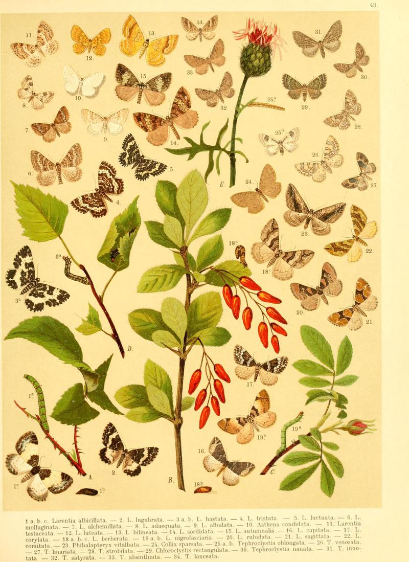 Fr. Berge's Schmetterlingsbuch nach dem gegenwärtigen Stande der Lepidopterologie neu bearb. und hrsg. von Professor Dr. H. Rebel (Plate 43) (6058532437)