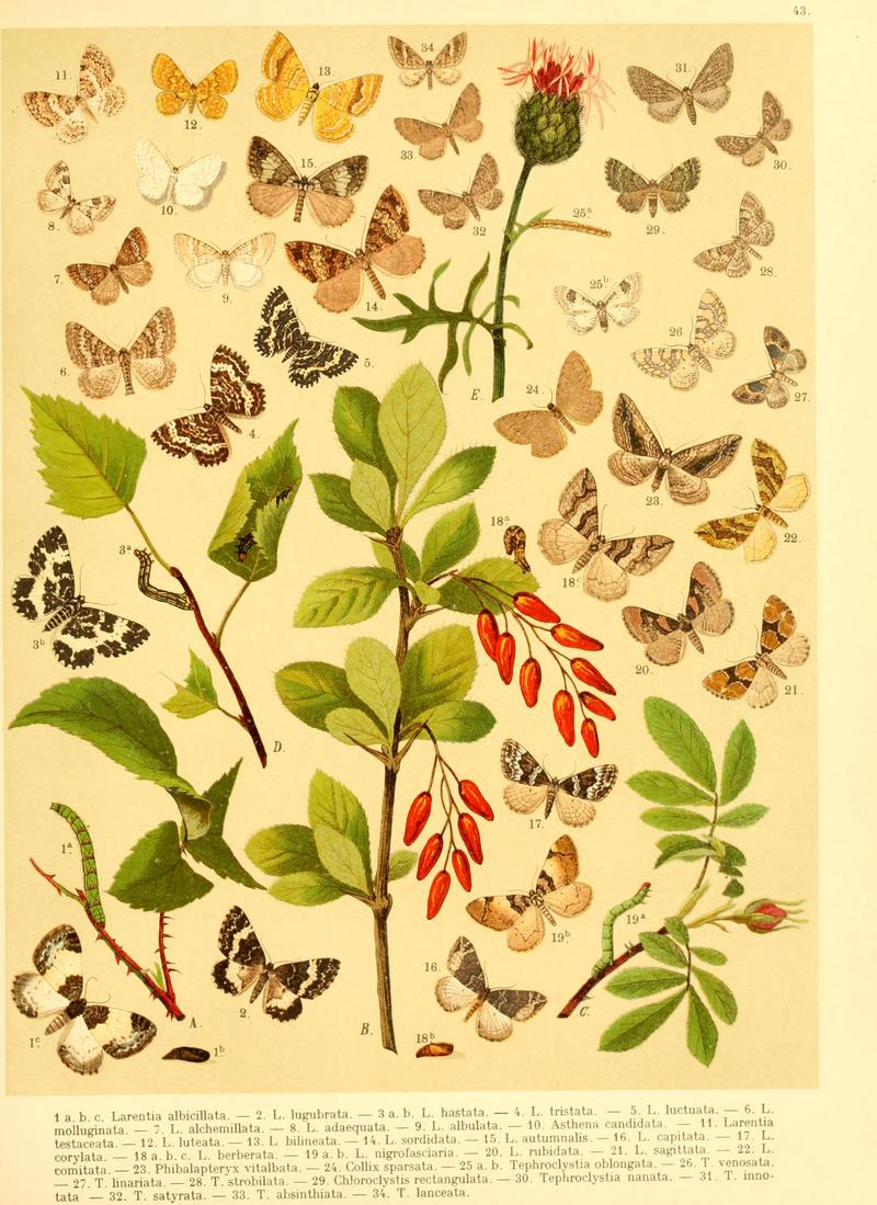 Fr. Berge's Schmetterlingsbuch nach dem gegenwärtigen Stande der Lepidopterologie neu bearb. und hrsg. von Professor Dr. H. Rebel (Plate 43) BHL9445947