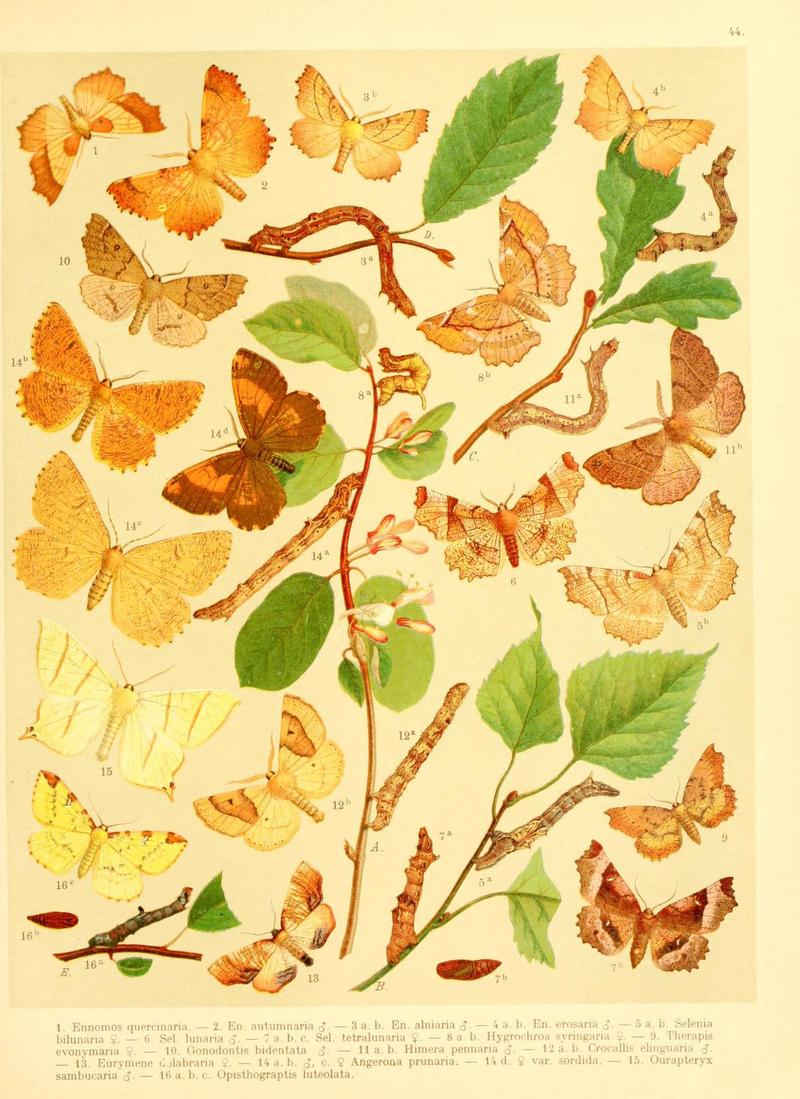 Fr. Berge's Schmetterlingsbuch nach dem gegenwärtigen Stande der Lepidopterologie neu bearb. und hrsg. von Professor Dr. H. Rebel (Plate 44) (6059080904)