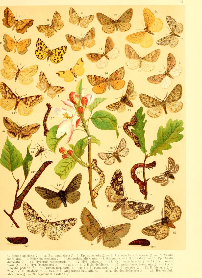 Fr. Berge's Schmetterlingsbuch nach dem gegenwärtigen Stande der Lepidopterologie neu bearb. und hrsg. von Professor Dr. H. Rebel (Plate 45) BHL9445975