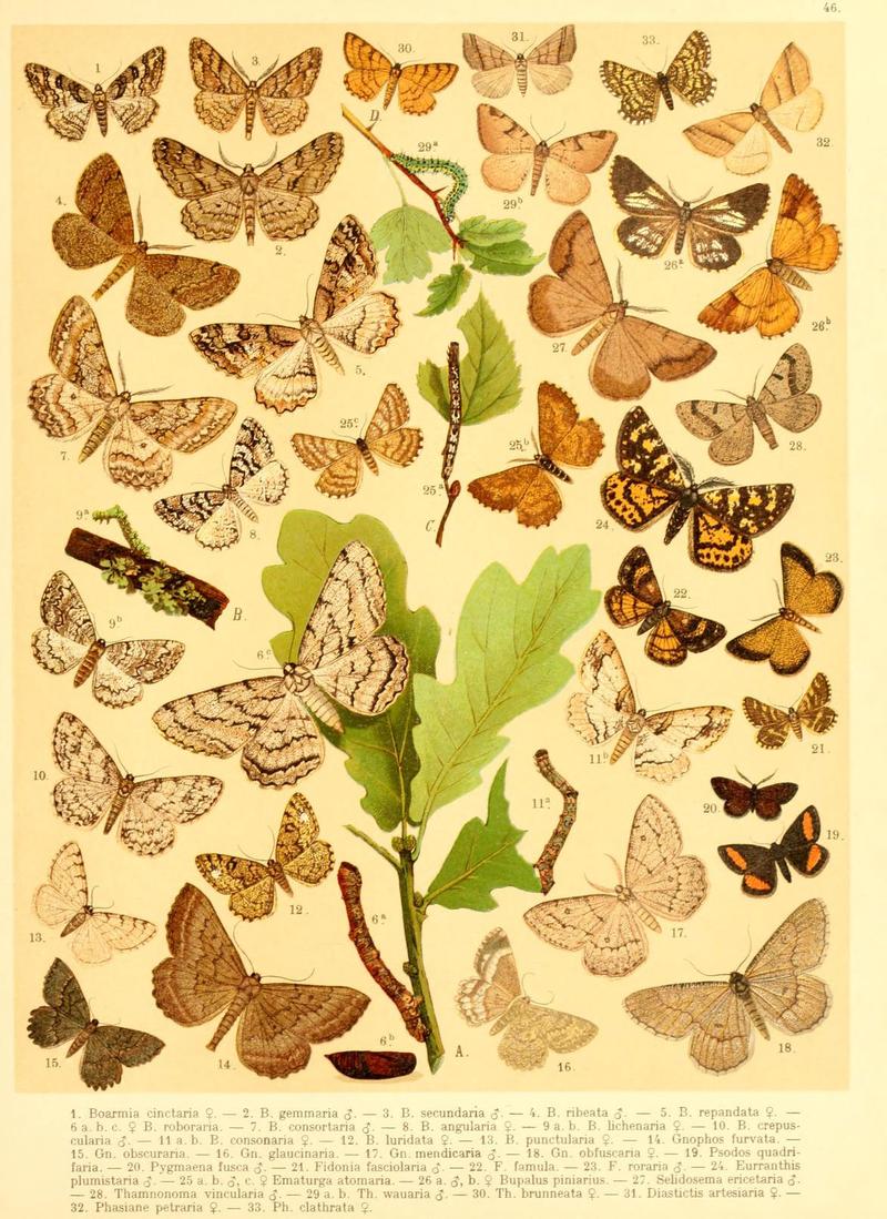 Fr. Berge's Schmetterlingsbuch nach dem gegenwärtigen Stande der Lepidopterologie neu bearb. und hrsg. von Professor Dr. H. Rebel (Plate 46) (6059081306)