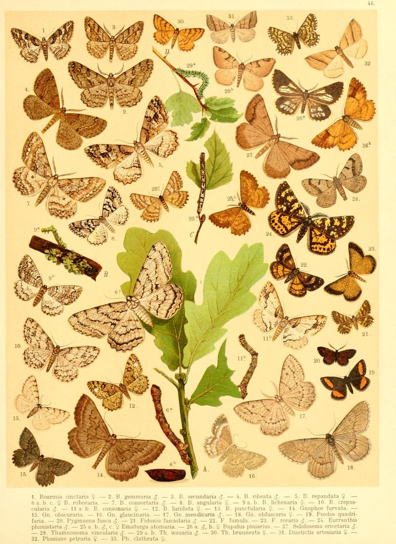 Fr. Berge's Schmetterlingsbuch nach dem gegenwärtigen Stande der Lepidopterologie neu bearb. und hrsg. von Professor Dr. H. Rebel (Plate 46) BHL9445993