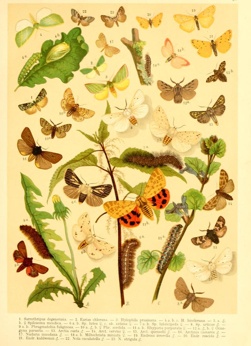 Fr. Berge's Schmetterlingsbuch nach dem gegenwärtigen Stande der Lepidopterologie neu bearb. und hrsg. von Professor Dr. H. Rebel (Plate 47) BHL9446003