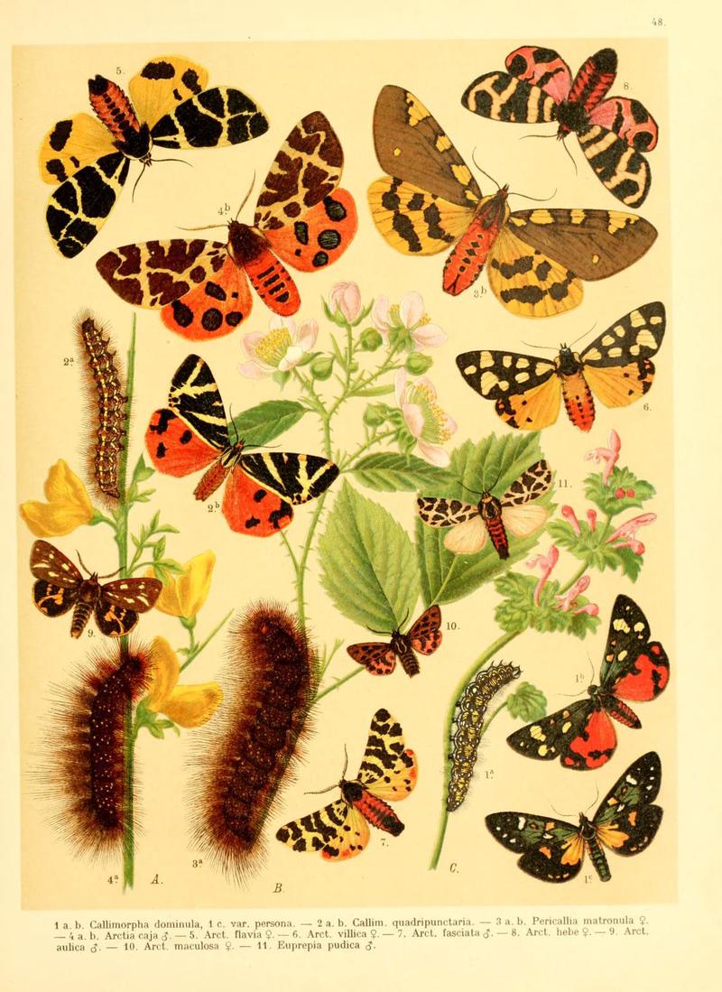 Fr. Berge's Schmetterlingsbuch nach dem gegenwärtigen Stande der Lepidopterologie neu bearb. und hrsg. von Professor Dr. H. Rebel (Plate 48) (6058533349)