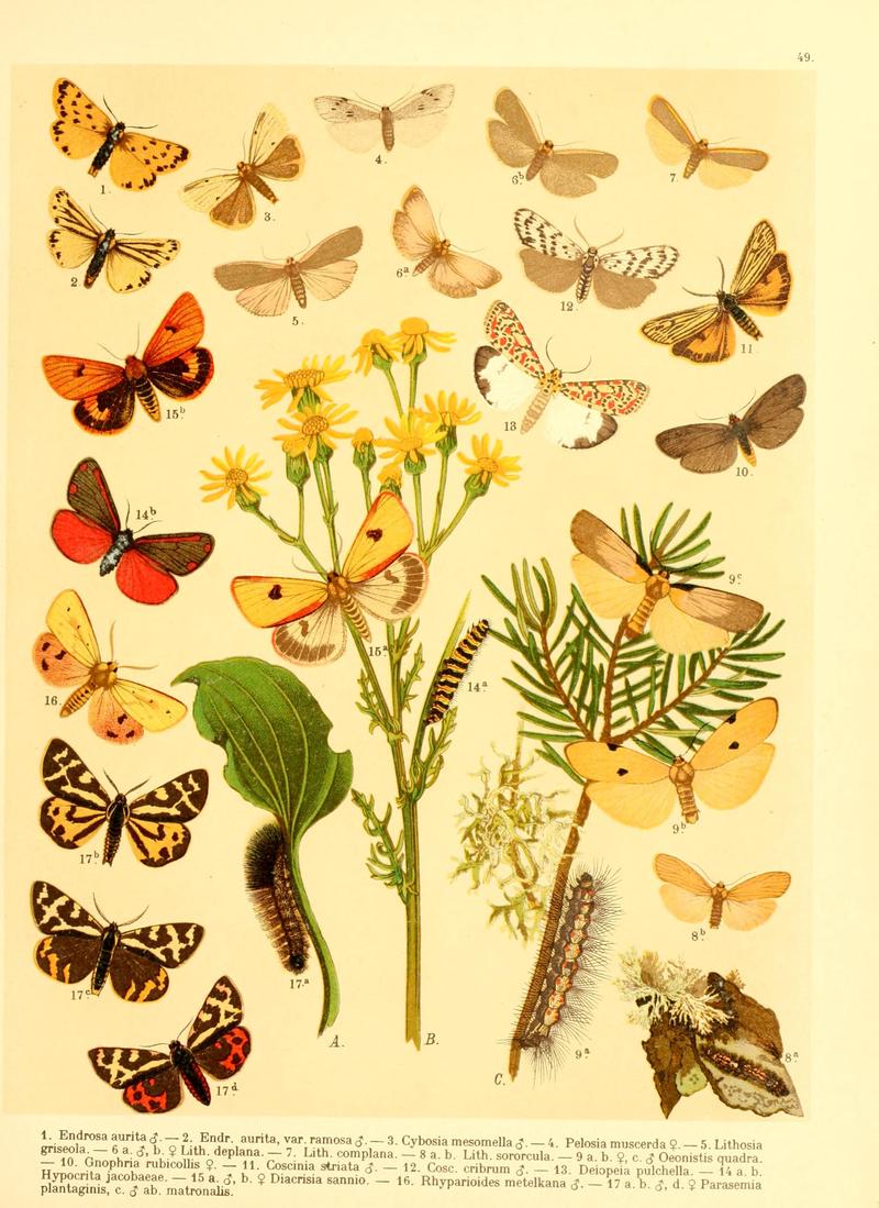 Fr. Berge's Schmetterlingsbuch nach dem gegenwärtigen Stande der Lepidopterologie neu bearb. und hrsg. von Professor Dr. H. Rebel (Plate 49) BHL9446023