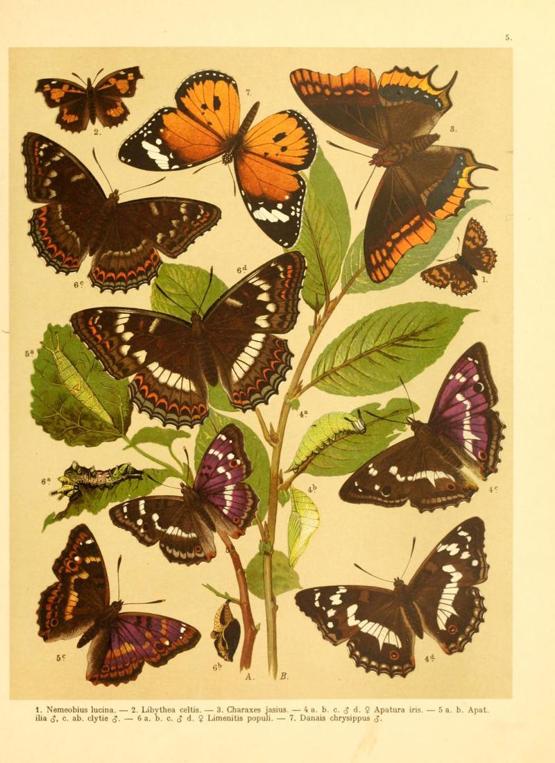 Fr. Berge's Schmetterlingsbuch nach dem gegenwärtigen Stande der Lepidopterologie neu bearb. und hrsg. von Professor Dr. H. Rebel (Plate 5) (6059073788)
