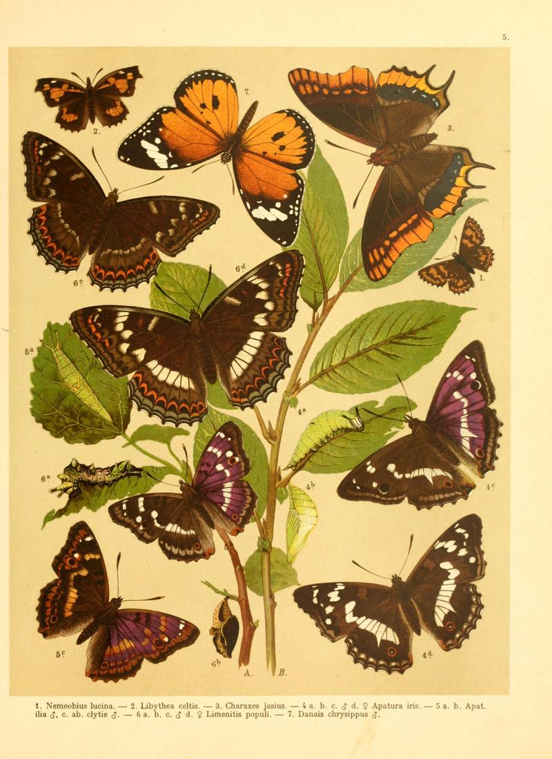 Fr. Berge's Schmetterlingsbuch nach dem gegenwärtigen Stande der Lepidopterologie neu bearb. und hrsg. von Professor Dr. H. Rebel (Plate 5) BHL9445519