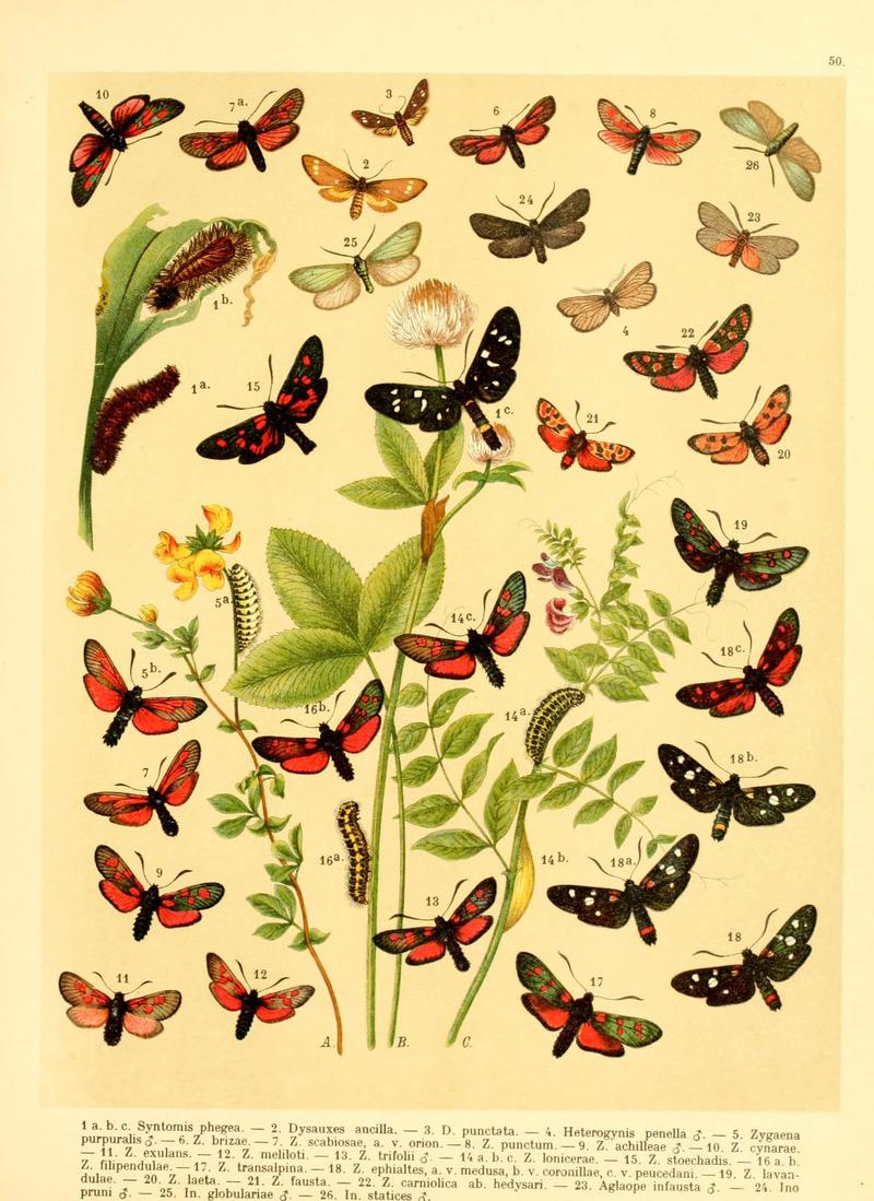 Fr. Berge's Schmetterlingsbuch nach dem gegenwärtigen Stande der Lepidopterologie neu bearb. und hrsg. von Professor Dr. H. Rebel (Plate 50) (6058533745)