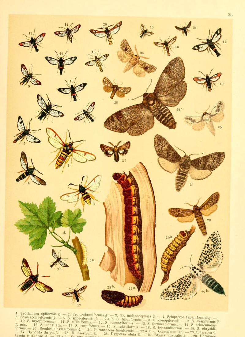 Fr. Berge's Schmetterlingsbuch nach dem gegenwärtigen Stande der Lepidopterologie neu bearb. und hrsg. von Professor Dr. H. Rebel (Plate 51) (6058533891)