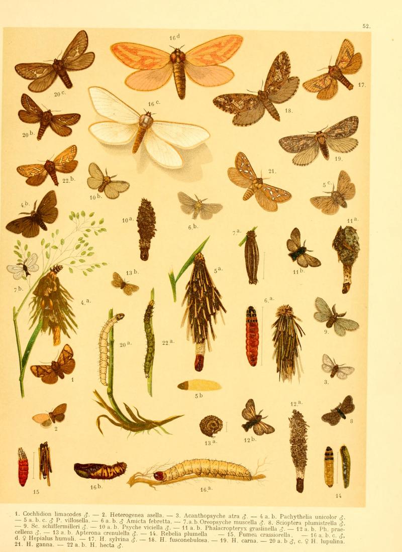 Fr. Berge's Schmetterlingsbuch nach dem gegenwärtigen Stande der Lepidopterologie neu bearb. und hrsg. von Professor Dr. H. Rebel (Plate 52) BHL9446061