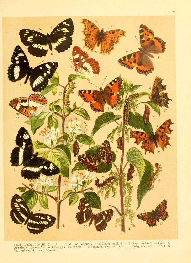 Fr. Berge's Schmetterlingsbuch nach dem gegenwärtigen Stande der Lepidopterologie neu bearb. und hrsg. von Professor Dr. H. Rebel (Plate 6) BHL9445521