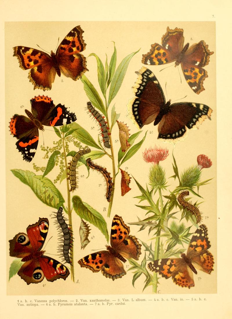 Fr. Berge's Schmetterlingsbuch nach dem gegenwärtigen Stande der Lepidopterologie neu bearb. und hrsg. von Professor Dr. H. Rebel (Plate 7) BHL9445531