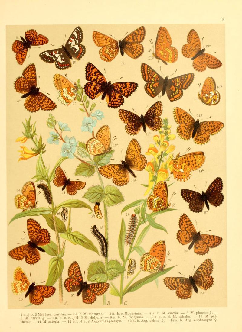 Fr. Berge's Schmetterlingsbuch nach dem gegenwärtigen Stande der Lepidopterologie neu bearb. und hrsg. von Professor Dr. H. Rebel (Plate 8) (6059074304)