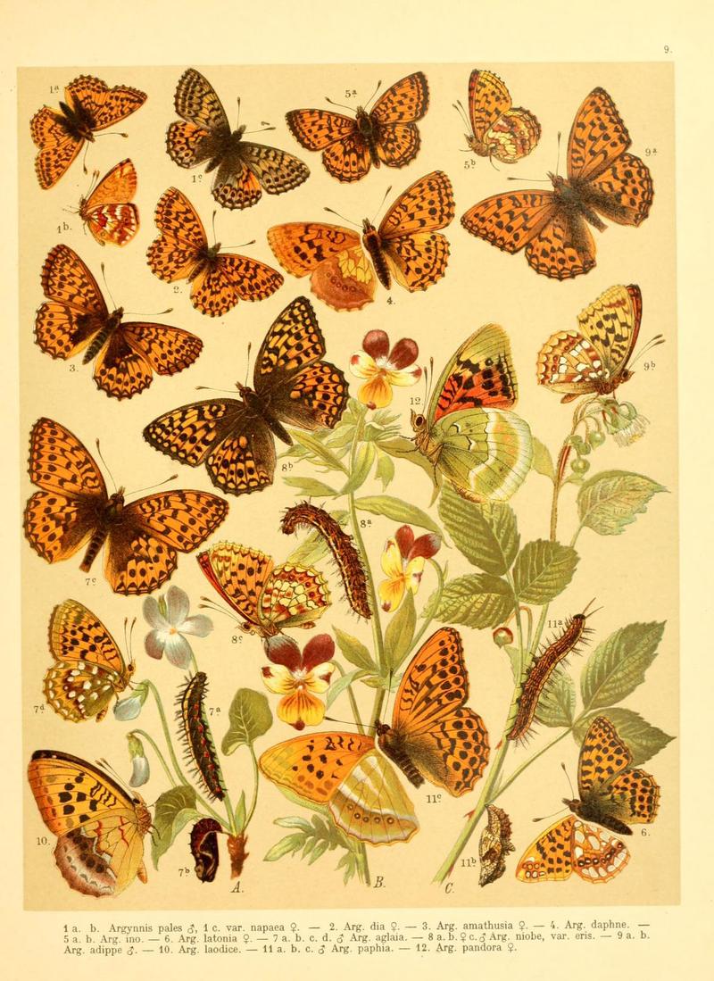 Fr. Berge's Schmetterlingsbuch nach dem gegenwärtigen Stande der Lepidopterologie neu bearb. und hrsg. von Professor Dr. H. Rebel (Plate 9) (6059074556)