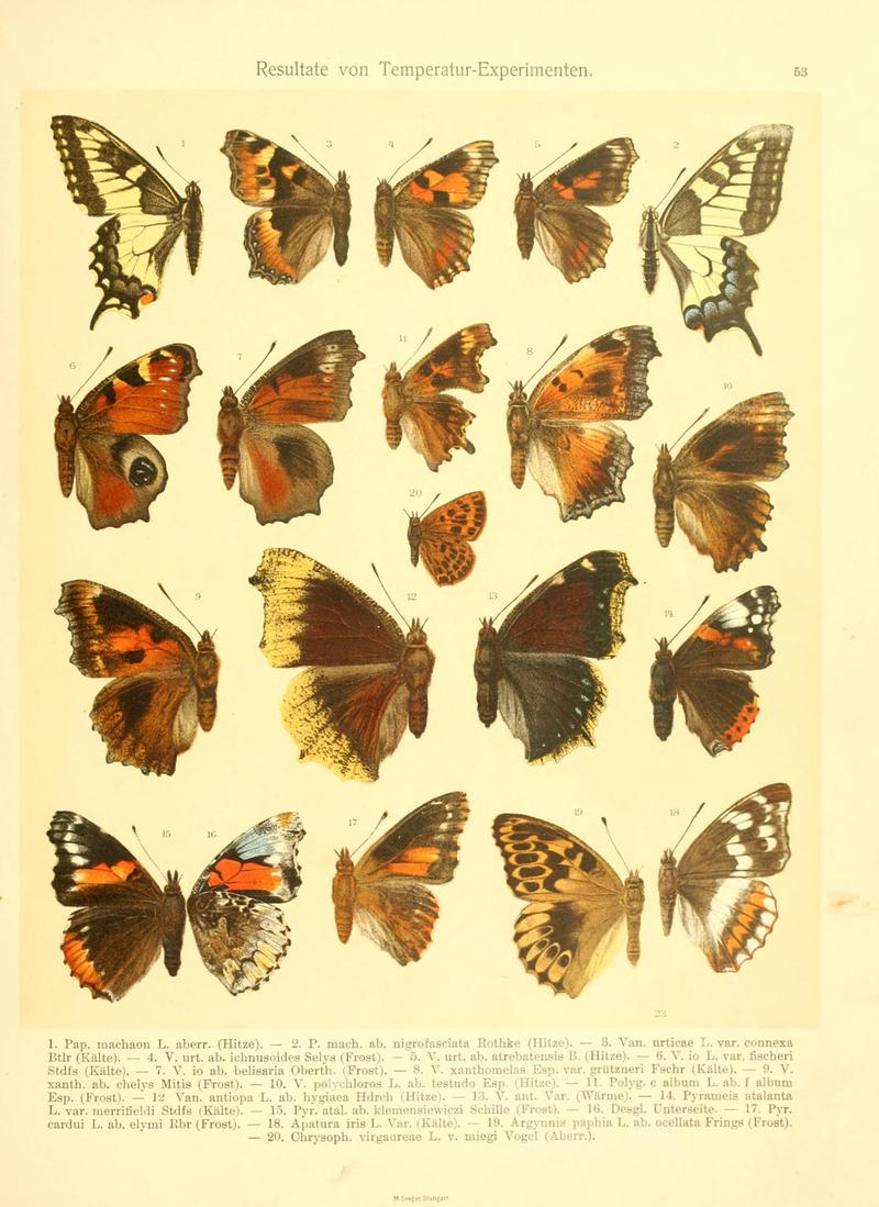 Fr. Berge's Schmetterlingsbuch nach dem gegenwärtigen Stande der Lepidopterologie neu bearb. und hrsg. von Professor Dr. H. Rebel BHL9445443