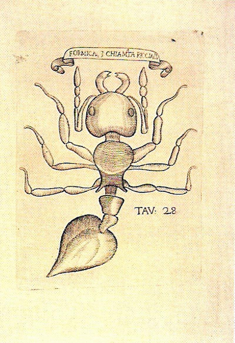 Francesco Redi Esperienze intorno alla Generazione degli Insetti Formica